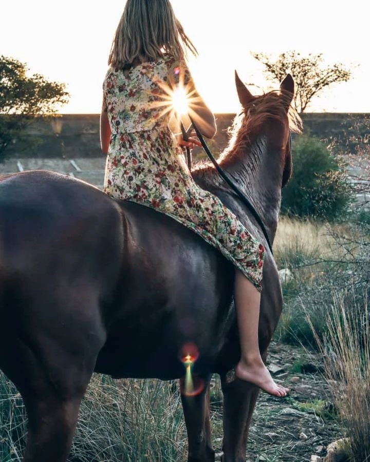 Rider sitting on a dark horse in the veld at sunset