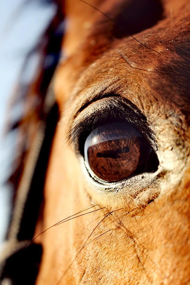 Close-up of a chestnut horse's eye